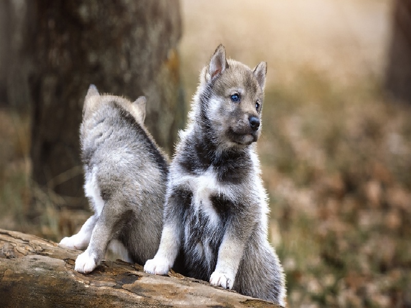 北京无精症需要多少费用,试管四五次
